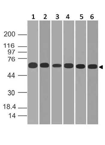 Western blot - Anti-PD-L1 antibody [ABM4E54] (AB210931)