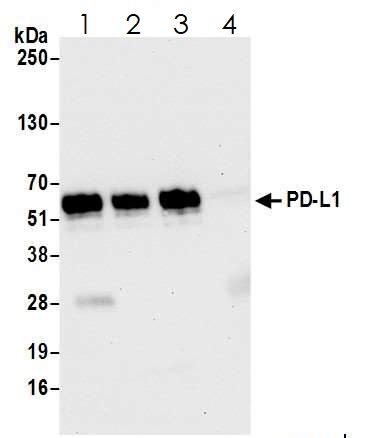 Immunoprecipitation - Anti-PD-L1 antibody [BLR020E] (AB243877), expandable thumbnail