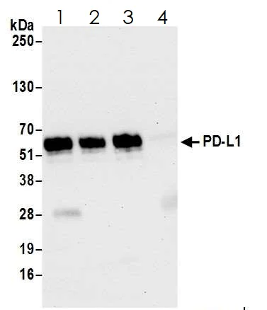 Immunoprecipitation - Anti-PD-L1 antibody [BLR020E] (AB243877)