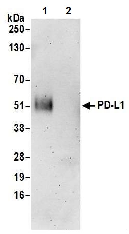 Immunoprecipitation - Anti-PD-L1 antibody [BLR020E] (AB243877), expandable thumbnail