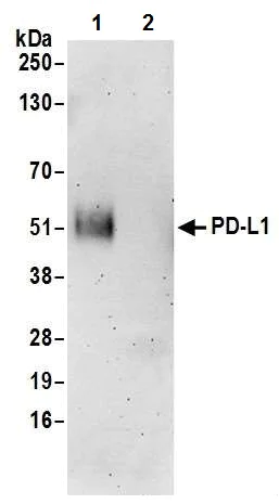 Immunoprecipitation - Anti-PD-L1 antibody [BLR020E] (AB243877)