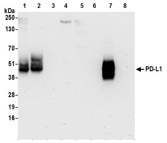 Western blot - Anti-PD-L1 antibody [BLR020E] (ab243877), expandable thumbnail