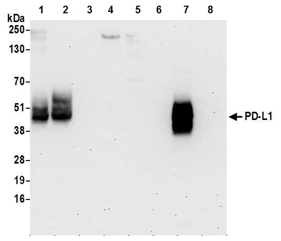 Western blot - Anti-PD-L1 antibody [BLR020E] (AB243877)