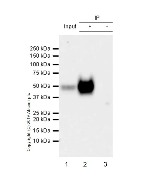 Immunoprecipitation - Anti-PD-L1 antibody [CAL10] (AB237726)