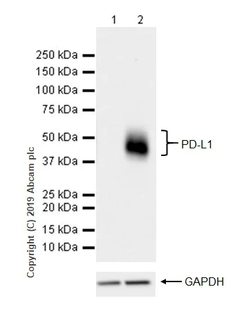 Western blot - Anti-PD-L1 antibody [CAL10] (AB237726)