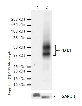 Western blot - Anti-PD-L1 antibody [CAL10] (AB237726)