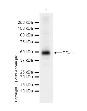 Western blot - Anti-PD-L1 antibody [CAL10] (AB237726)