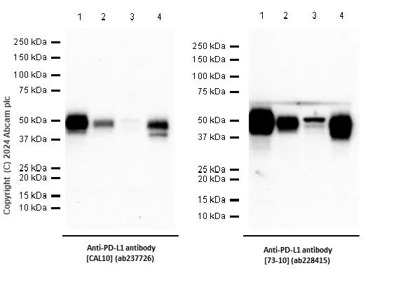 Western blot - Anti-PD-L1 antibody [CAL10] (AB237726)