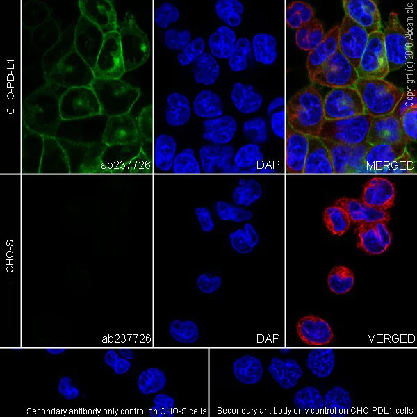 Immunocytochemistry/ Immunofluorescence - Anti-PD-L1 antibody [CAL10] - BSA and Azide free (AB251611)