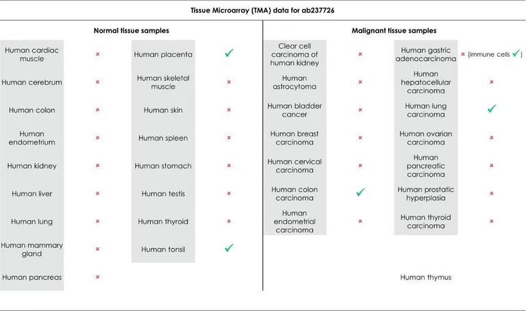 Immunohistochemistry (Formalin/PFA-fixed paraffin-embedded sections) - Anti-PD-L1 antibody [CAL10] - BSA and Azide free (AB251611)
