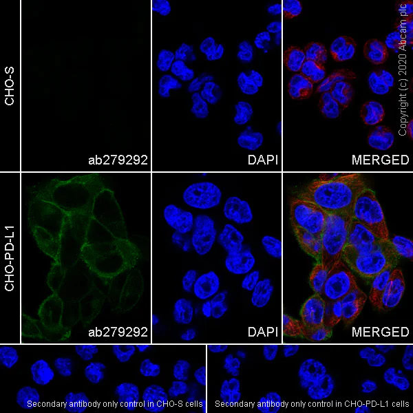 Immunocytochemistry/ Immunofluorescence - Anti-PD-L1 antibody [CAL10] - Mouse IgG1 (Chimeric) - BSA and Azide free (AB279304)