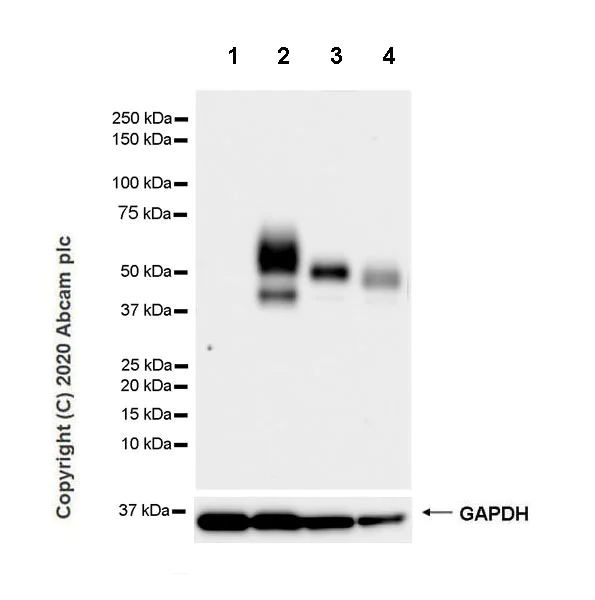 Western blot - Anti-PD-L1 antibody [CAL10] - Mouse IgG1 (Chimeric) - BSA and Azide free (AB279304)