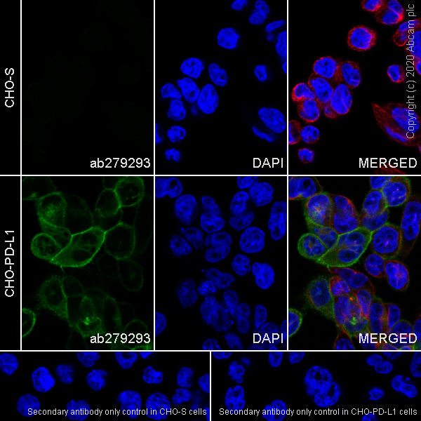 Immunocytochemistry/ Immunofluorescence - Anti-PD-L1 antibody [CAL10] - Mouse IgG2a (Chimeric) (AB279293), expandable thumbnail
