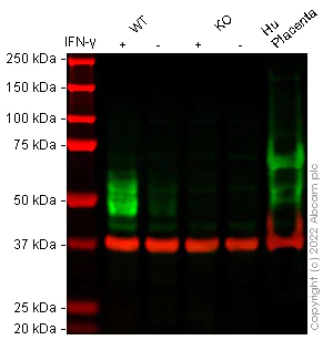 Western blot - Anti-PD-L1 antibody [CAL10] - Mouse IgG2a (Chimeric) (AB279293)