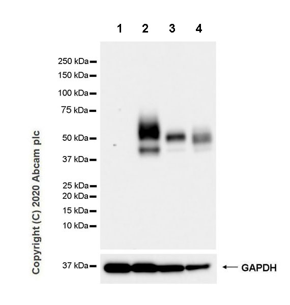 Western blot - Anti-PD-L1 antibody [CAL10] - Mouse IgG2a (Chimeric) (AB279293), expandable thumbnail