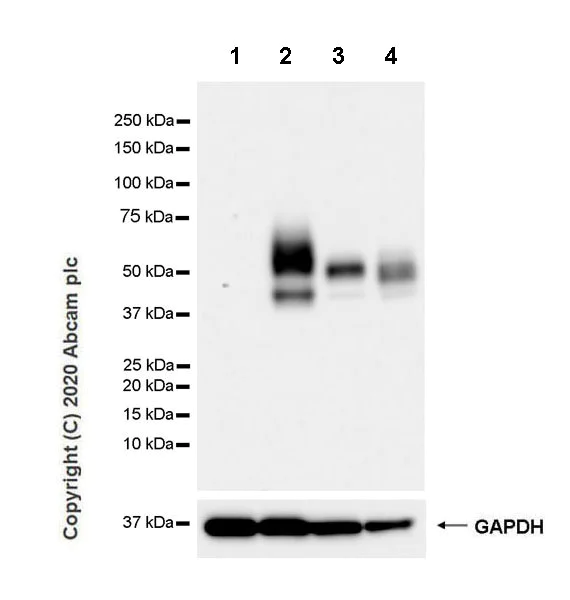 Western blot - Anti-PD-L1 antibody [CAL10] - Mouse IgG2a (Chimeric) - BSA and Azide free (AB279305)