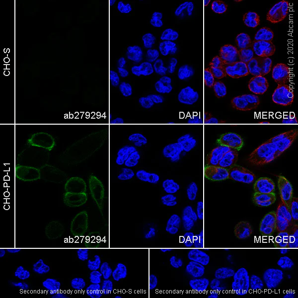 Immunocytochemistry/ Immunofluorescence - Anti-PD-L1 antibody [CAL10] - Rat IgG2a (Chimeric) - BSA and Azide free (AB279306)