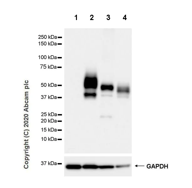 Western blot - Anti-PD-L1 antibody [CAL10] - Rat IgG2a (Chimeric) - BSA and Azide free (AB279306)