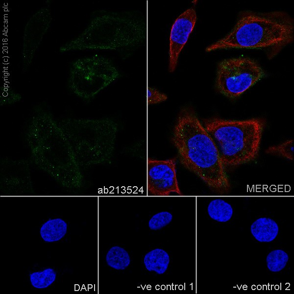 Immunocytochemistry/ Immunofluorescence - Anti-PD-L1 antibody [EPR19759] (ab213524), expandable thumbnail