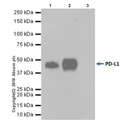 Immunoprecipitation - Anti-PD-L1 antibody [EPR19759] (ab213524), expandable thumbnail