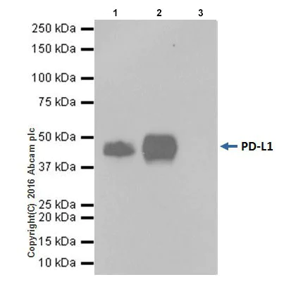 Immunoprecipitation - Anti-PD-L1 antibody [EPR19759] (AB213524)