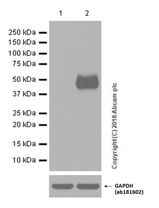 Western blot - Anti-PD-L1 antibody [EPR19759] (ab213524), expandable thumbnail