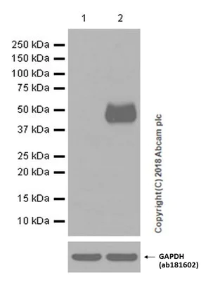 Western blot - Anti-PD-L1 antibody [EPR19759] (AB213524)