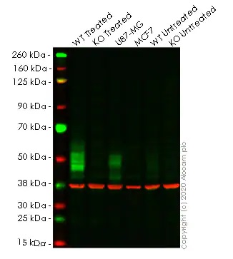 Western blot - Anti-PD-L1 antibody [EPR19759] (ab213524), expandable thumbnail