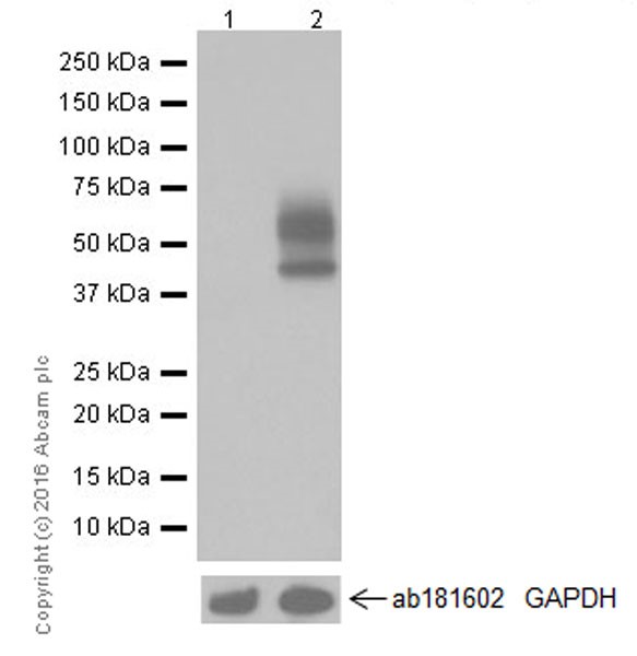 Western blot - Anti-PD-L1 antibody [EPR19759] (ab213524), expandable thumbnail