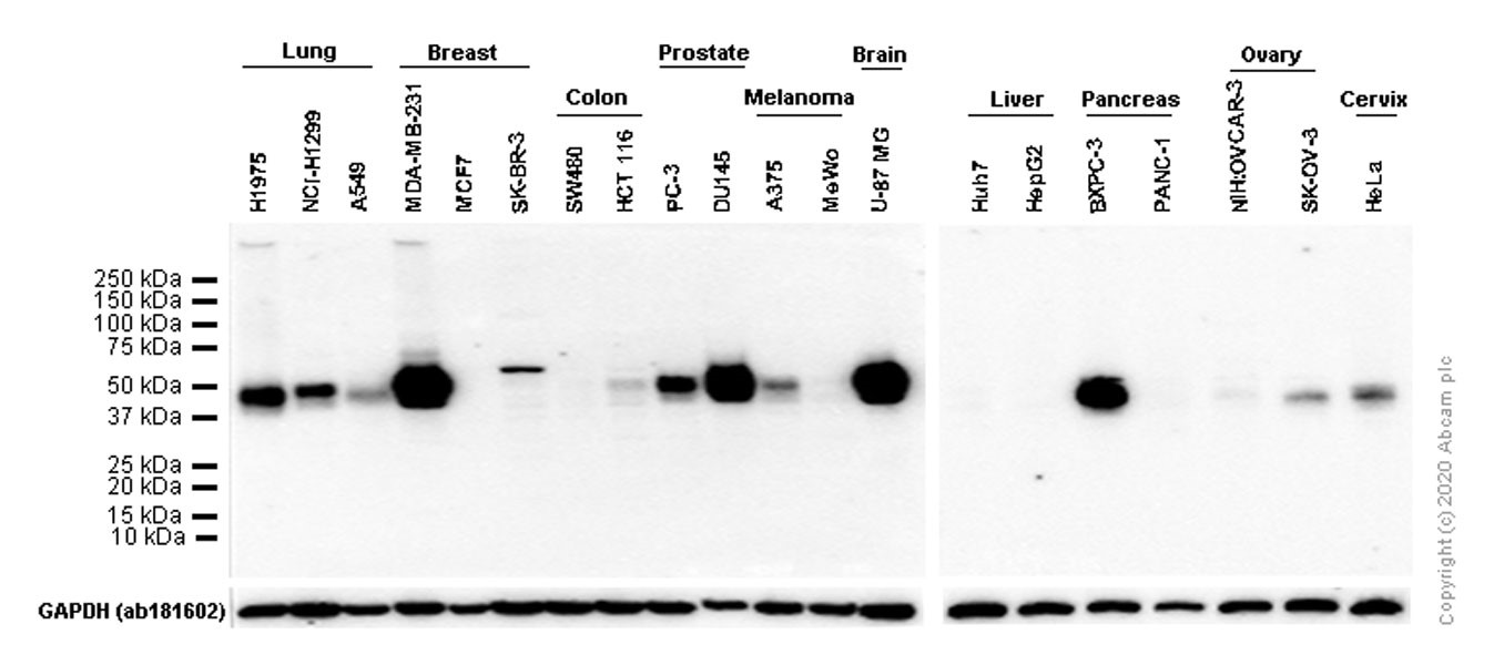Western blot - Anti-PD-L1 antibody [EPR19759] (ab213524), expandable thumbnail