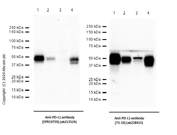 Western blot - Anti-PD-L1 antibody [EPR19759] (ab213524), expandable thumbnail