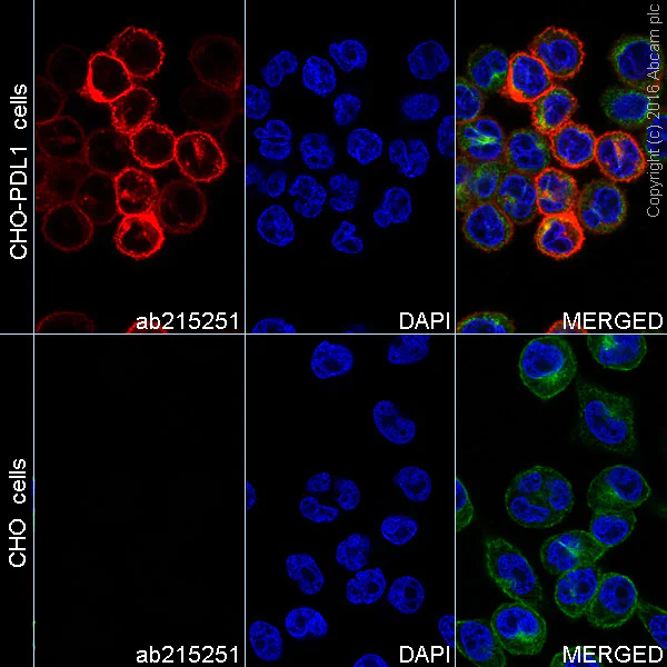 Immunocytochemistry/ Immunofluorescence - Anti-PD-L1 antibody [EPR19759] - BSA and Azide free (AB221612)