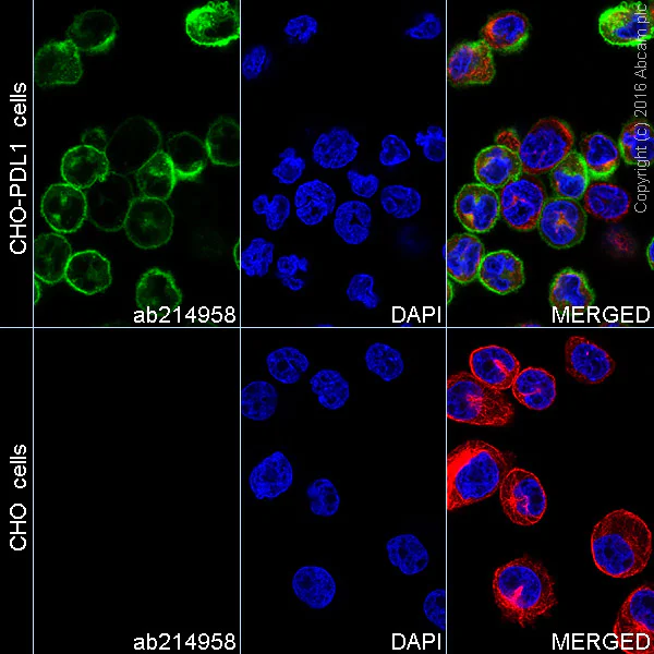 Immunocytochemistry/ Immunofluorescence - Anti-PD-L1 antibody [EPR19759] - BSA and Azide free (AB221612)
