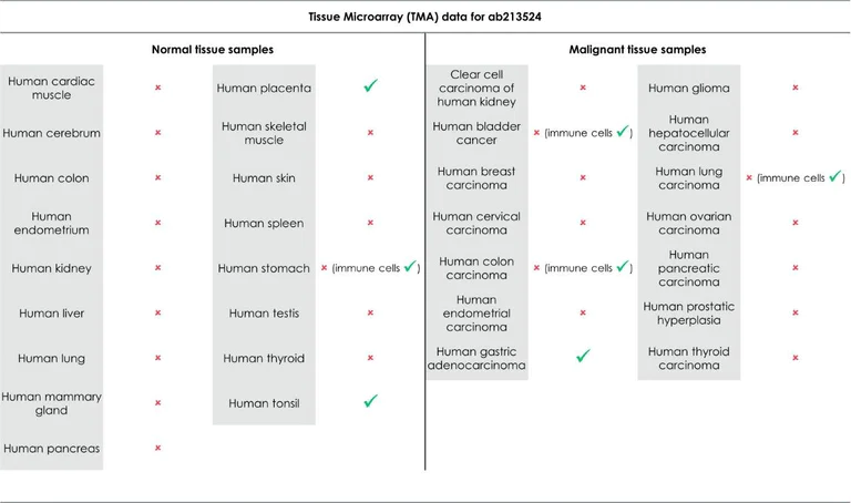 Immunohistochemistry (Formalin/PFA-fixed paraffin-embedded sections) - Anti-PD-L1 antibody [EPR19759] - BSA and Azide free (AB221612)