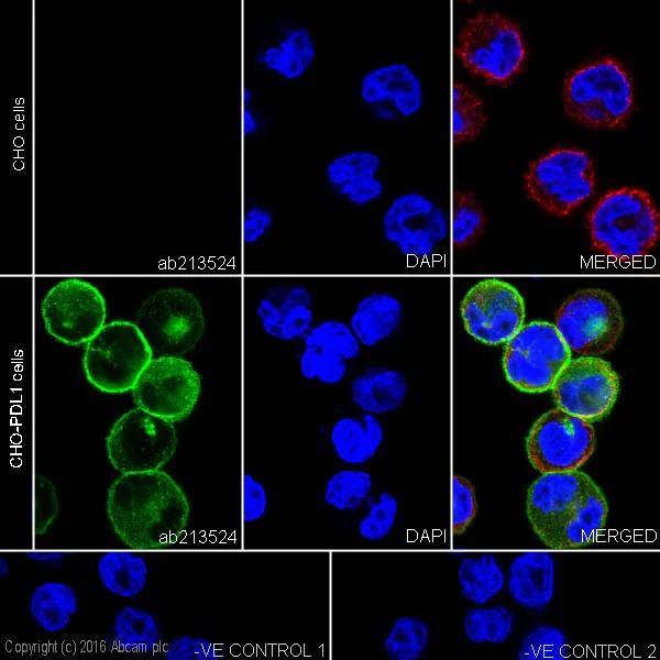 Immunocytochemistry/ Immunofluorescence - Anti-PD-L1 antibody [EPR19759] - Low endotoxin, Azide free (AB246695)