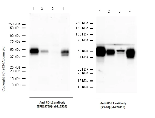 Western blot - Anti-PD-L1 antibody [EPR19759] - Low endotoxin, Azide free (AB246695)