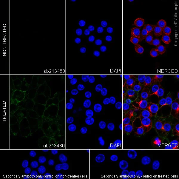 Immunocytochemistry/ Immunofluorescence - Anti-PD-L1 antibody [EPR20529] (AB213480)