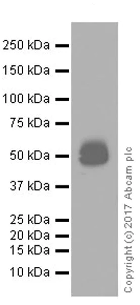 Western blot - Anti-PD-L1 antibody [EPR20529] (AB213480)