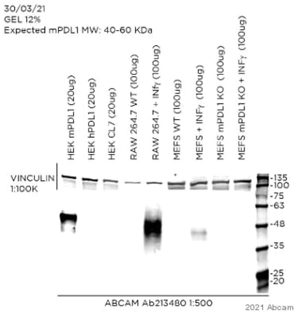 Western blot - Anti-PD-L1 antibody [EPR20529] (AB213480)