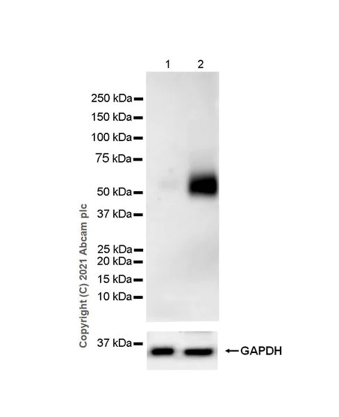 Western blot - Anti-PD-L1 antibody [EPR20529] (AB213480)