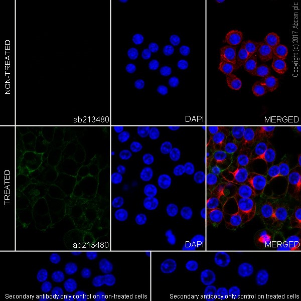 Immunocytochemistry/ Immunofluorescence - Anti-PD-L1 antibody [EPR20529] - BSA and Azide free (AB223141)