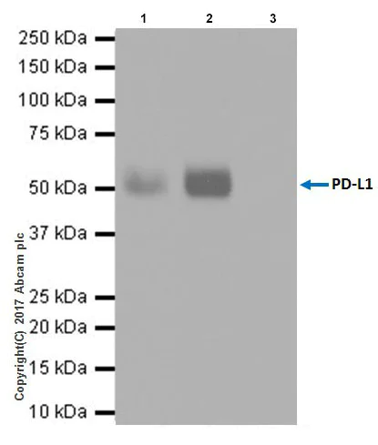 Immunoprecipitation - Anti-PD-L1 antibody [EPR20529] - BSA and Azide free (AB223141)