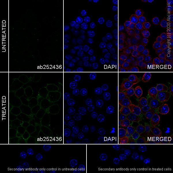 Immunocytochemistry/ Immunofluorescence - Anti-PD-L1 antibody [EPR23546-160] (AB252436), expandable thumbnail