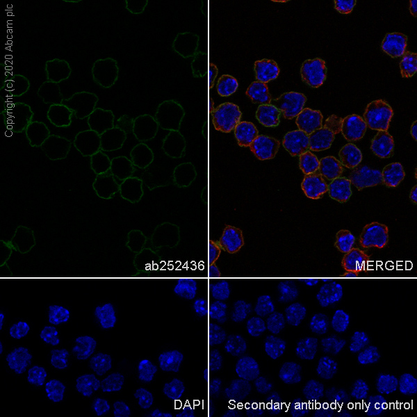 Immunocytochemistry/ Immunofluorescence - Anti-PD-L1 antibody [EPR23546-160] (AB252436), expandable thumbnail