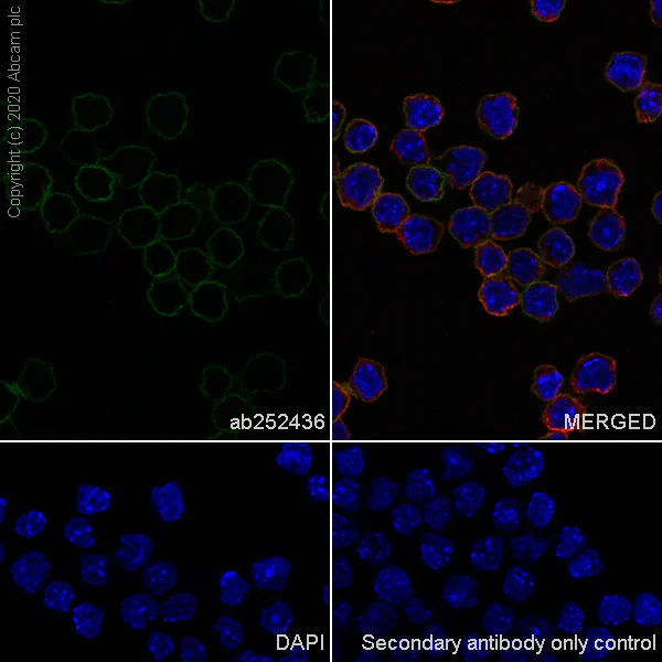 Immunocytochemistry/ Immunofluorescence - Anti-PD-L1 antibody [EPR23546-160] - BSA and Azide free (AB275384)