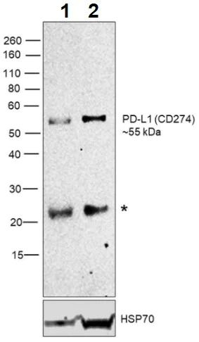 Western blot - Anti-PD-L1 antibody [MIH5] (AB269253)