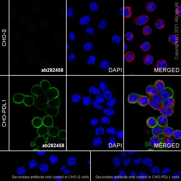 Immunocytochemistry/ Immunofluorescence - Anti-PD-L1 antibody [RM1012] (AB282458)