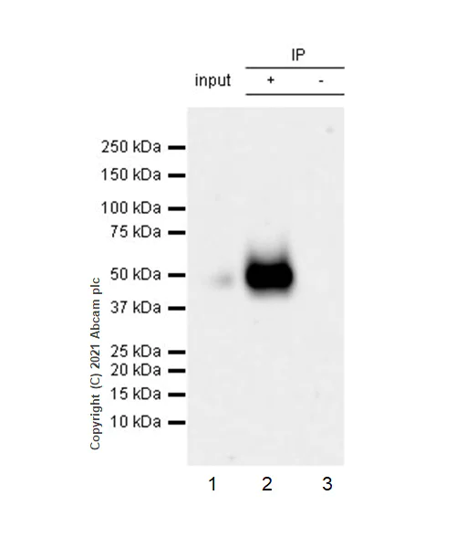 Immunoprecipitation - Anti-PD-L1 antibody [RM1012] (AB282458)