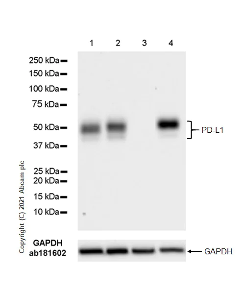 Western blot - Anti-PD-L1 antibody [RM1012] (AB282458)