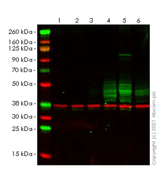 Western blot - Anti-PD-L1 antibody [RM1012] (AB282458)